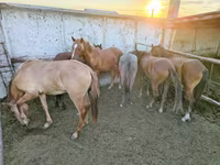 Бие, Horse breed — 1-сурет