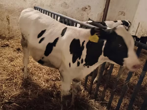 Бұқа, Russian Black pied cattle