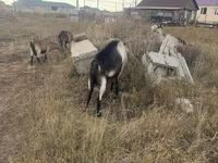 公山羊, Alpine goat — 照片 4