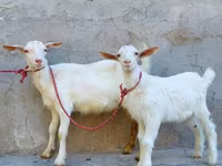 Ешкі, Saanen goat — 4-сурет