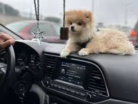 Cins: Pomeranian (Boo tipli) Rəng: Krem/açıq şaftalı Ölçü: Kiçik — фото 1