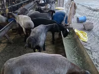 公羊, Sheep — 照片 4