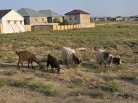 Cabra, Cabras — foto 6