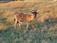 Коза, Alpine goat — фото 2