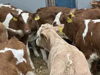 Rinder (Partie, Geschlecht nicht angegeben), Russian Black pied cattle — Foto 8
