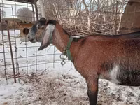 عنزة, Nubian Goat — الصورة 3