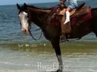 Бие, American paint horse — 6-сурет