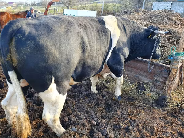 Toro, Raza Holstein