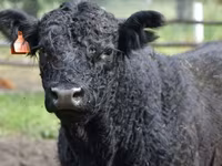 गाय, Swiss cattle — फ़ोटो 7