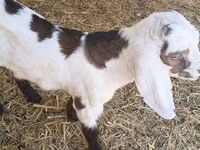公山羊, Nubian Goat — 照片 1