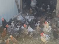 Chickens — Foto 6