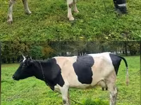 İnək, Ayrshire — foto 2