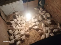 Chickens — Foto 1
