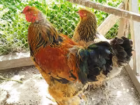 Brahma — foto 2