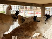 Chickens — 1-сурет