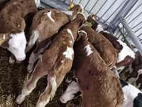 Bulle, Simmental cattle — Foto 3