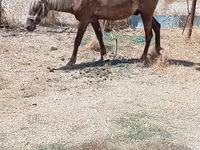 Caballos (lote, sexo no especificado), Caballos — foto 4