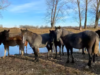 Horse (M), Horses — photo 1