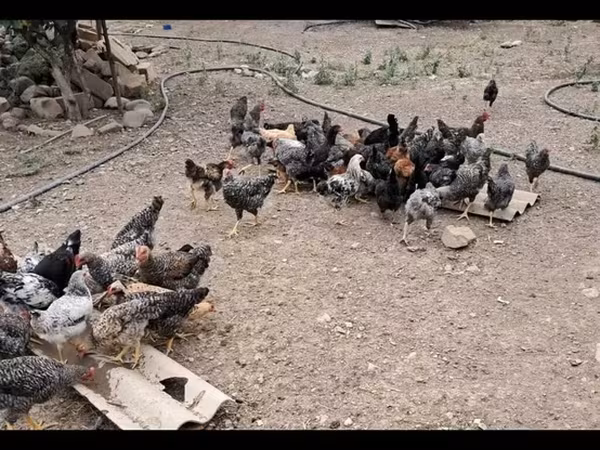 Куры