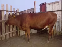 Сиыр, Latvian Blue cattle — 1-сурет