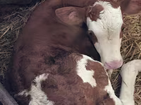 Kuh, Charolais cattle — Foto 7