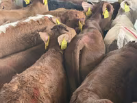 Rinder (Partie, Geschlecht nicht angegeben), Simmental cattle — Foto 3