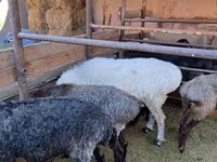 كبش, الأغنام — الصورة 1