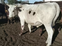 公牛, Kazakh White-headed cow — 照片 1