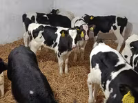 Toro, Raza Holstein — foto 2