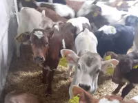 Qoramol (partiya, jinsi ko‘rsatilmagan), Simmental cattle — 2-rasm