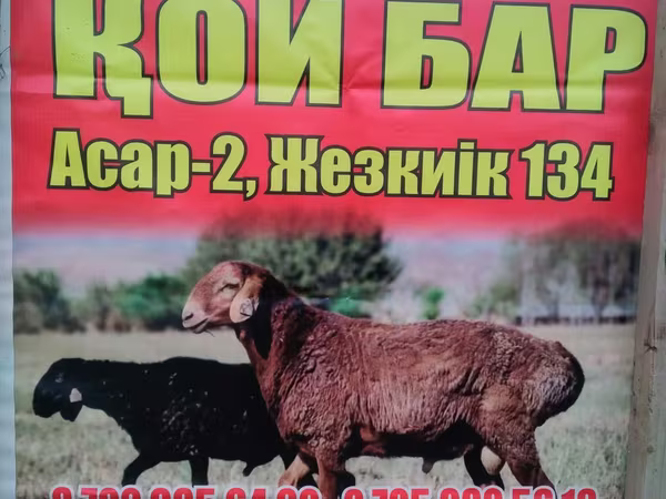 Qoyunlar (partiya, cinsi göstərilməyib), Qoyunlar — Qazaxıstan