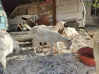Cabras (lote, sexo no especificado), Cabras — foto 2