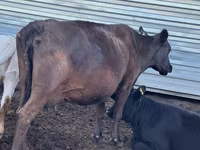 Vaca, Simmental cattle — foto 4