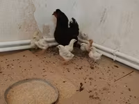 Chickens — Foto 3