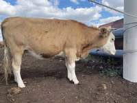 公牛, Simmental cattle — 照片 5