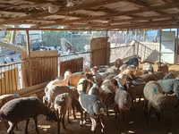 Caballo, Caballos — foto 1