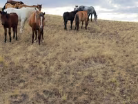 Horses (batch, sex not specified), Horses — photo 3