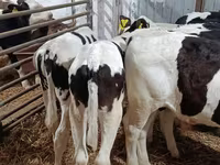 Toro, Raza Holstein — foto 3
