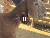 मेढ़ा, Arashan sheep — फ़ोटो 8
