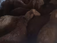 Oveja, Ovejas — foto 3