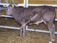 Bull, Limousin cow — photo 2