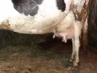 Kuh, Holstein-Rasse — Foto 2