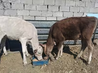 Cow, Alatau breed — photo 3