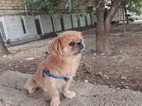 Cins: Pekinges (Pekingese) Rəng: açıq qəhvəyi/qızılı Cinsiyyəti: erkək — фото 3