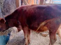 Cow, Cattle — photo 6