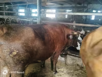Сиыр, Russian Black pied cattle — 8-сурет