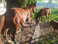 Stute, Kazakh horse — Foto 4