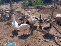 Geese — الصورة 1