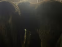 公马, Yakutian horse — 照片 8