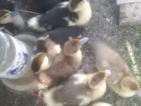 Ducks — फ़ोटो 2